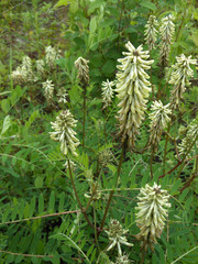 Astragalus uliginosus