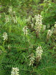 Astragalus uliginosus