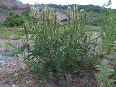Astragalus uliginosus