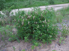 Astragalus uliginosus