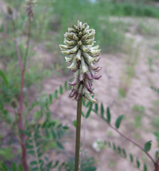 Astragalus uliginosus