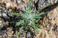 Loeseliastrum schottii