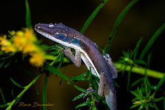 Henderson's Anole photo 5