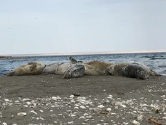 Caspian Seal photo 3