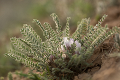 Astragalus testiculatus