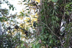 Trachypithecus cristatus