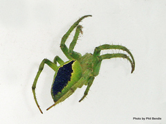 Colaranea melanoviridis