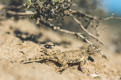 Phrynocephalus helioscopus