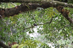 Cymbirhynchus macrorhynchos