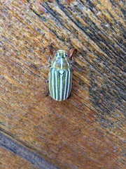 Polyphylla decemlineata