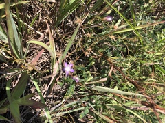 Wahlenbergia denticulata