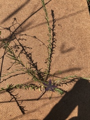 Wahlenbergia denticulata
