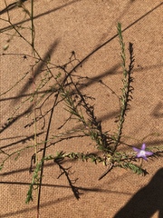 Wahlenbergia denticulata