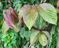 Rubus adenotrichos