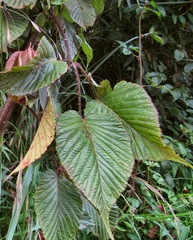Rubus adenotrichos