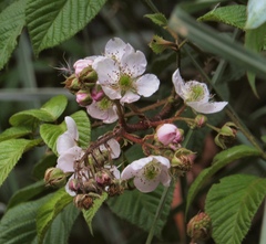 Rubus adenotrichos