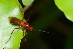 Sphictostethus nitidus