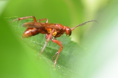 Sphictostethus nitidus