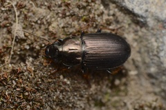 Hypharpax australis