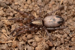 Scotophaeus pretiosus