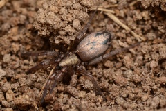 Scotophaeus pretiosus