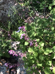 Ocimum labiatum