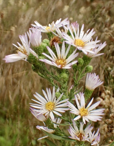 Symphyotrichum defoliatum (Parish) G.L.Nesom