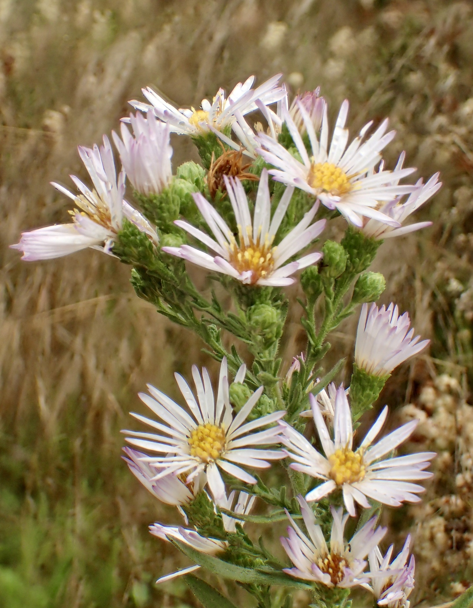 Symphyotrichum defoliatum