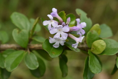 Duranta triacantha