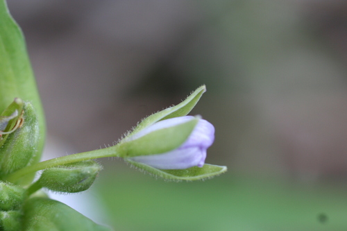 Image of Ozark Spiderwort (Tradescantia ozarkana) by (c) Daniel J. Layton, some rights reserved (CC BY)