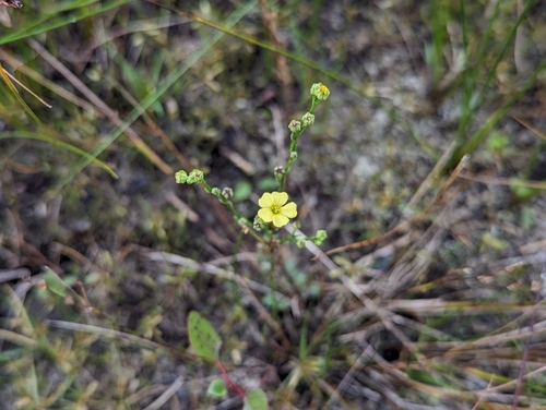 Image of Linum medium by (c) Kalvin Chan, some rights reserved (CC BY)