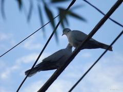 Streptopelia decaocto