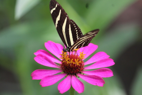 Zebra longwing