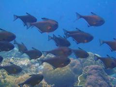 Pempheris vanicolensis