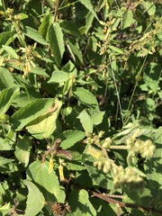 Triumfetta pilosa tomentosa
