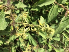 Triumfetta pilosa tomentosa