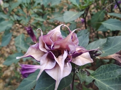 Datura metel