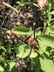 Triumfetta pilosa tomentosa