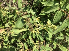Triumfetta pilosa tomentosa