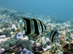 Chelmonops truncatus