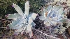 Dudleya anthonyi