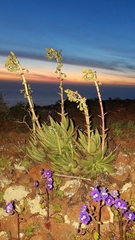 Dudleya cultrata