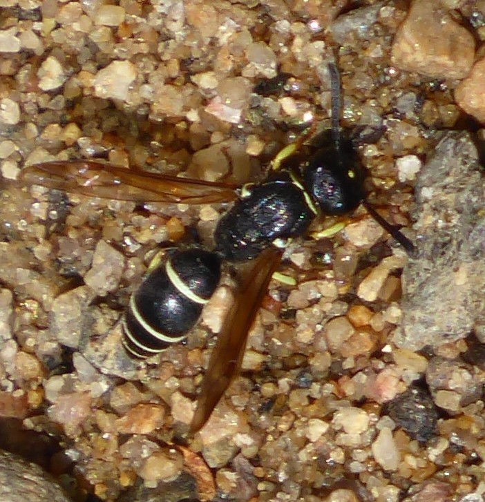 Ancistrocerus albolacteus