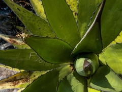 Agave horrida