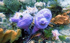 Pyura spinifera