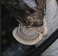 Trametes versicolor image