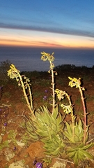 Dudleya cultrata