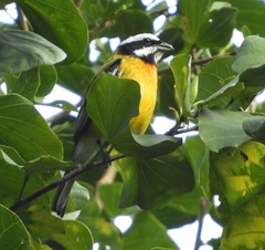 Spindalis nigricephala