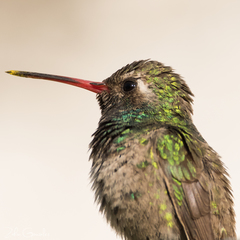 Cynanthus latirostris