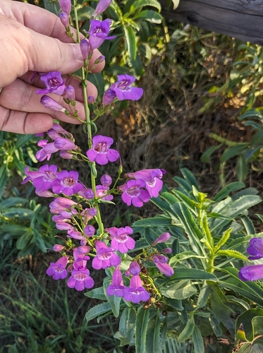 Penstemon spectabilis